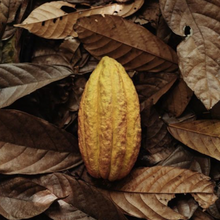 Load image into Gallery viewer, Mayan Ceremonial Cacao