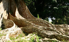 Load image into Gallery viewer, Kuntanawa Hapéh with Cumaru Bark