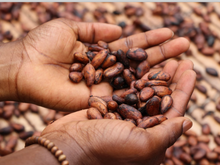 Load image into Gallery viewer, Huni Kuin Hapéh with Cacao Bark