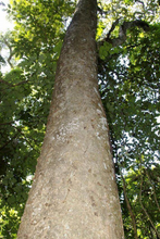 Load image into Gallery viewer, Yawanawa Hapéh with Tsunu Cacique