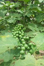 Load image into Gallery viewer, Huni Kuin Hapéh Veia de Paje